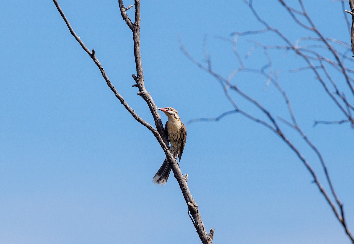 Singing Honeyeater - ML627419538