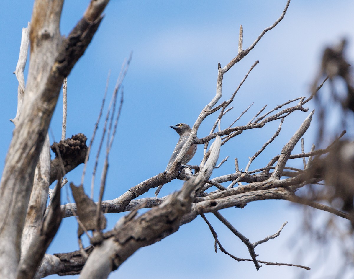 White-browed Woodswallow - ML627419542