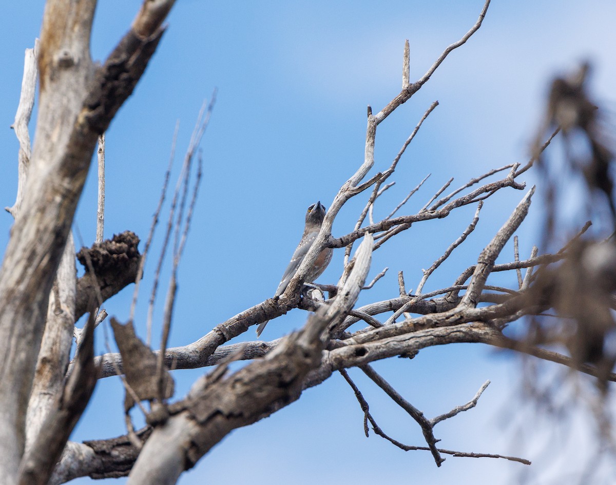 White-browed Woodswallow - ML627419543