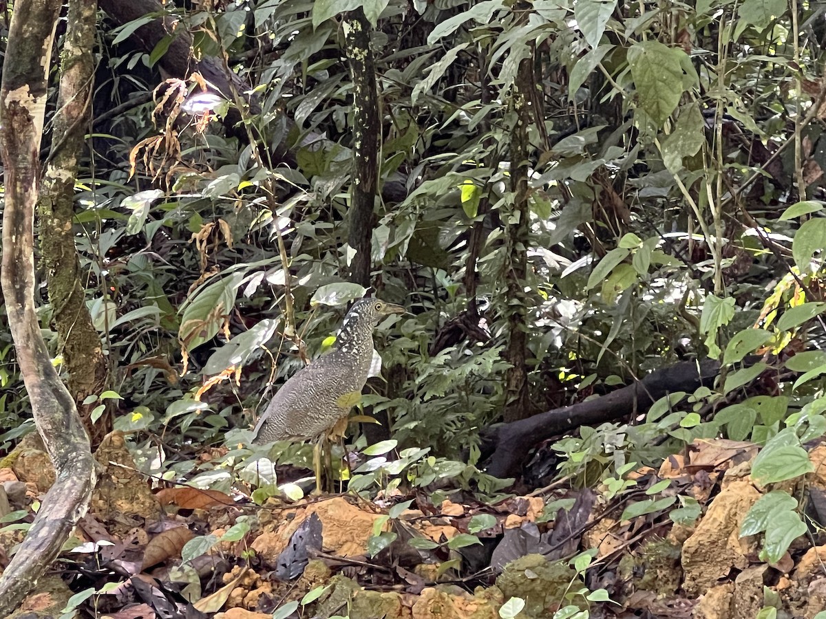 Malayan Night Heron - ML627419561