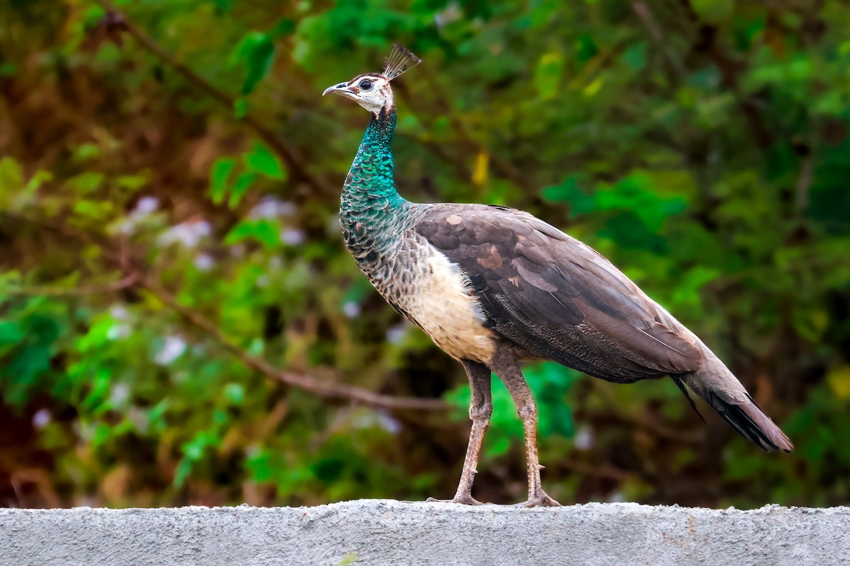 Indian Peafowl - ML627419598