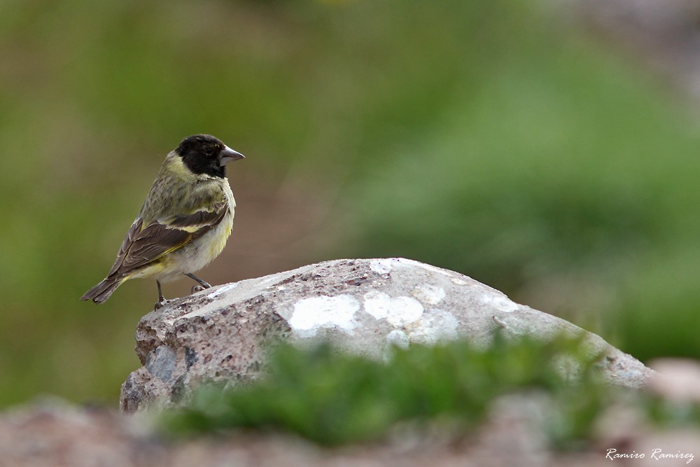 Thick-billed Siskin - ML627419754