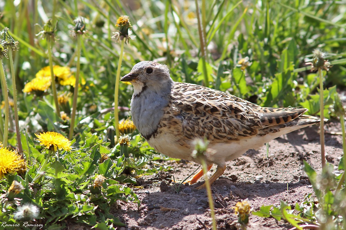 Gray-breasted Seedsnipe - ML627419828