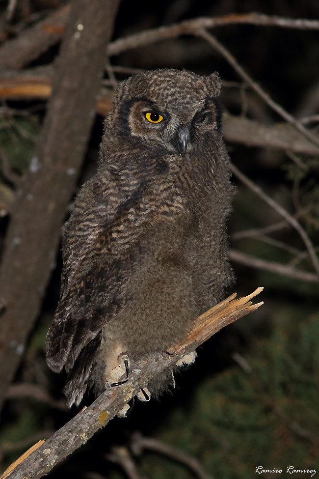 Lesser Horned Owl - ML627419835