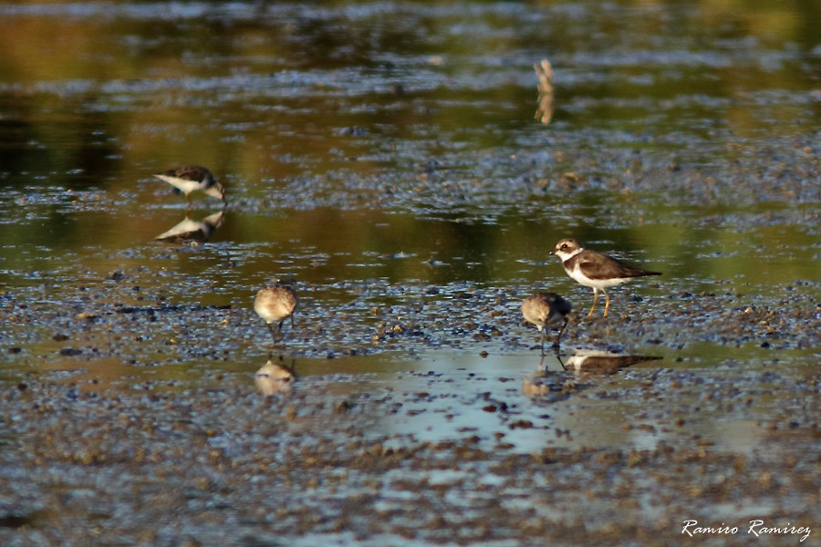 Semipalmated Plover - ML627419847