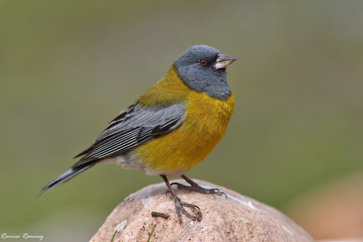 Gray-hooded Sierra Finch - ML627419895