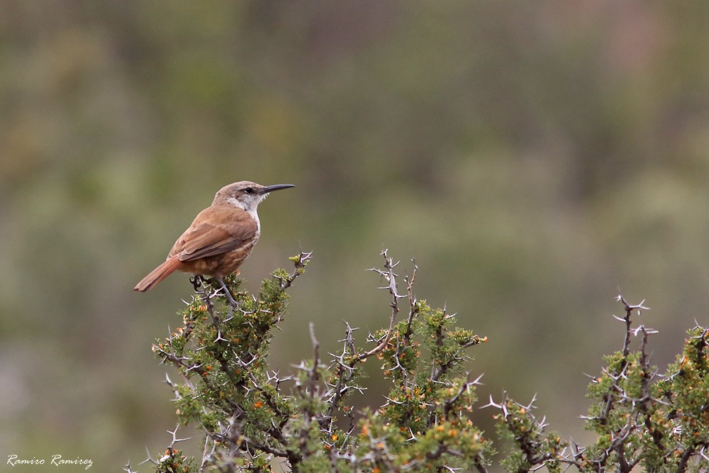 Straight-billed Earthcreeper - ML627419902