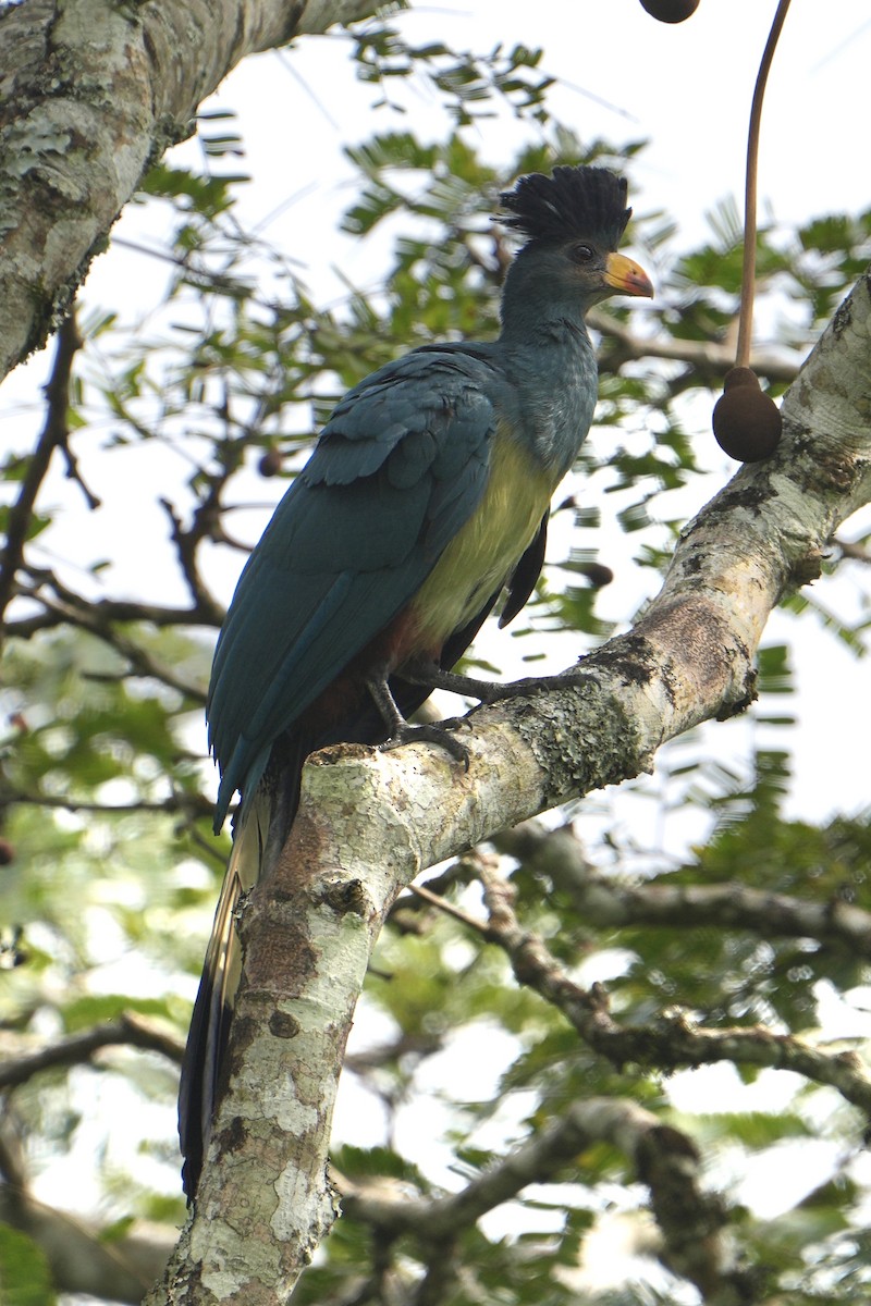 Great Blue Turaco - ML627419911