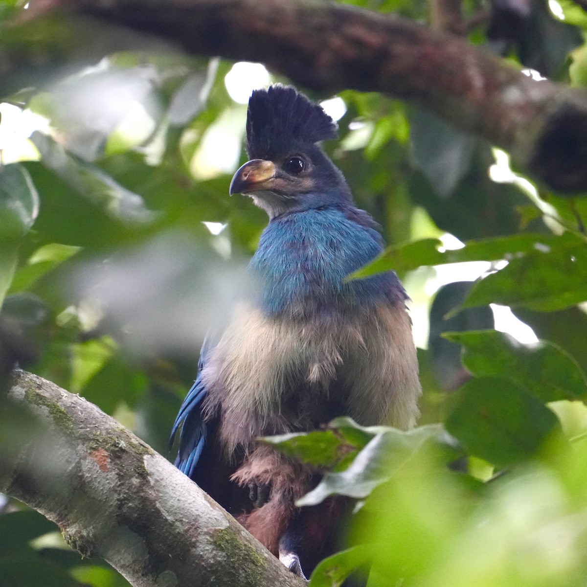 Great Blue Turaco - ML627419912