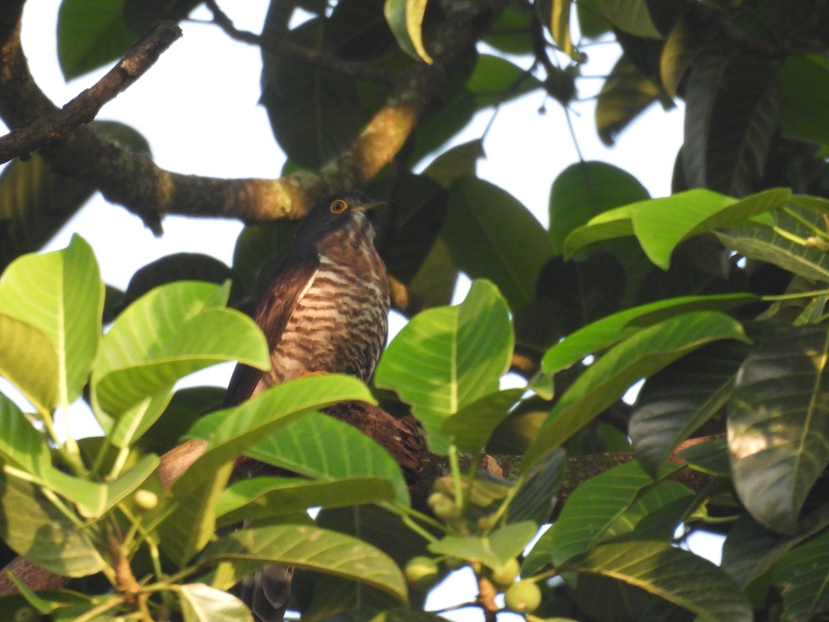 Large Hawk-Cuckoo - ML627419925