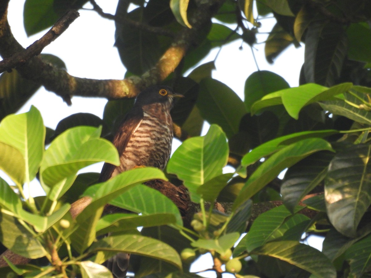 Large Hawk-Cuckoo - ML627419926