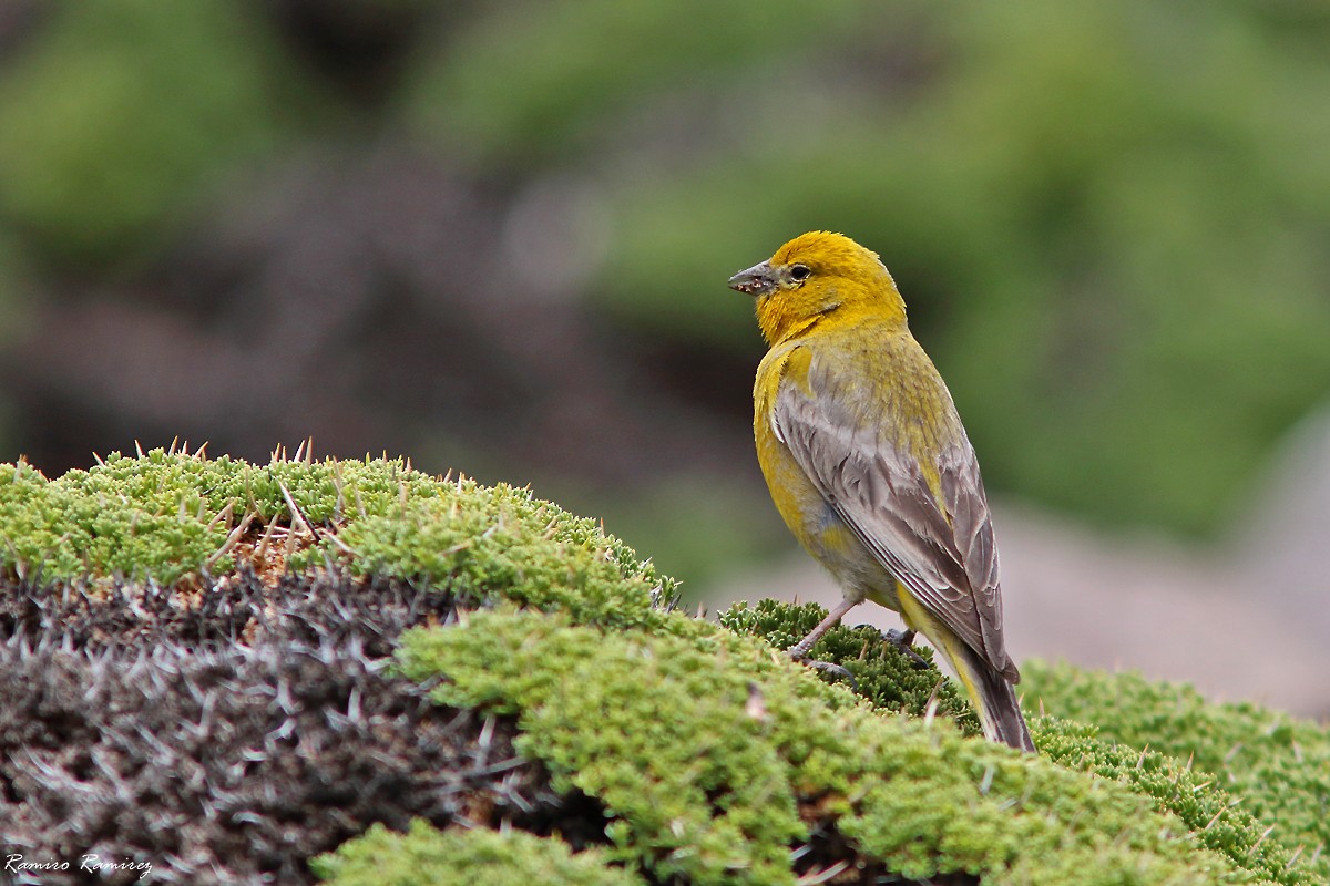 Greater Yellow-Finch - ML627420002