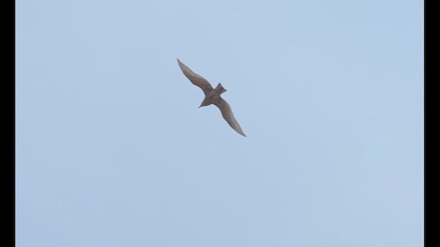 Glaucous Gull - ML627420045