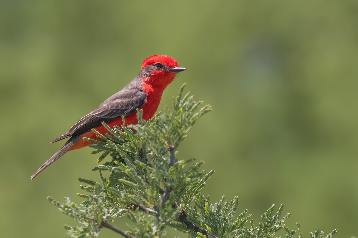 Vermilion Flycatcher (Austral) - ML627420048
