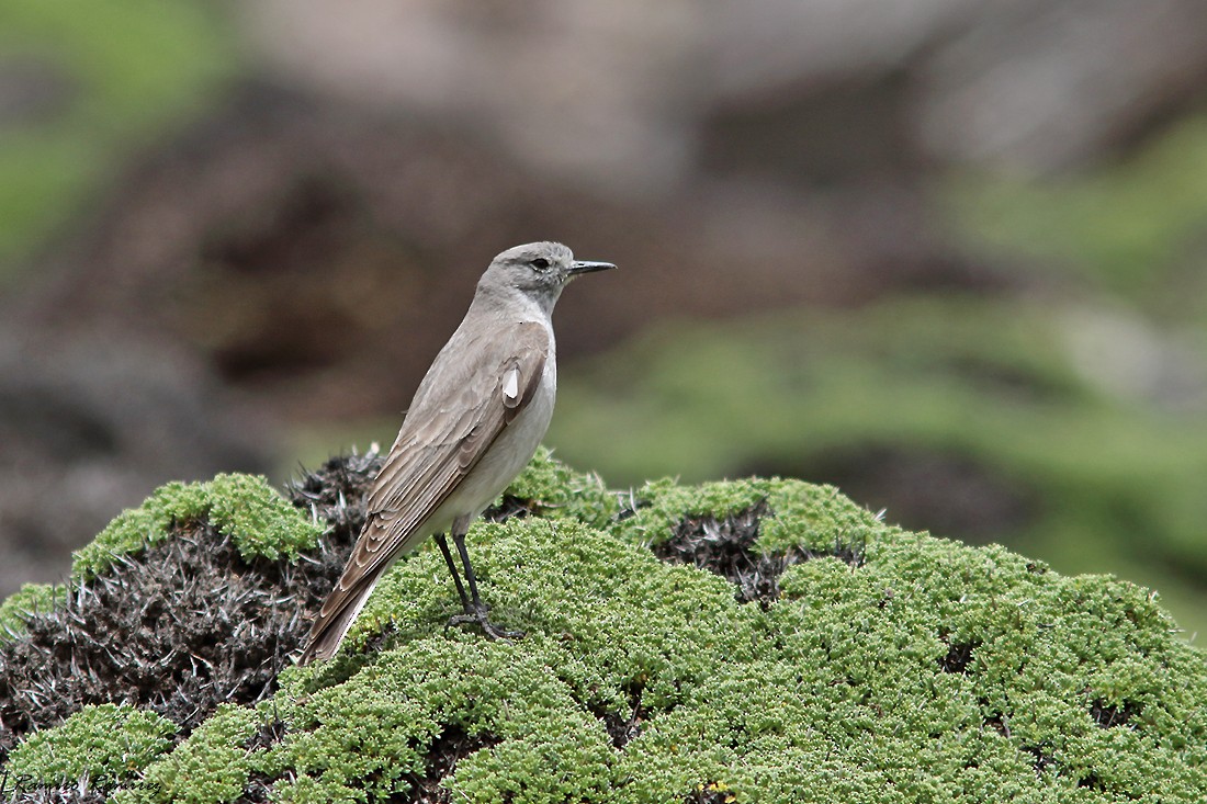 Ochre-naped Ground-Tyrant - ML627420056