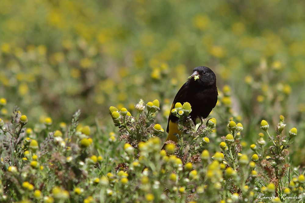 Black Siskin - ML627420074