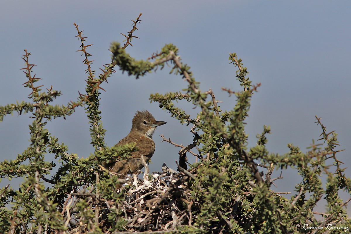 White-throated Cacholote - ML627420111