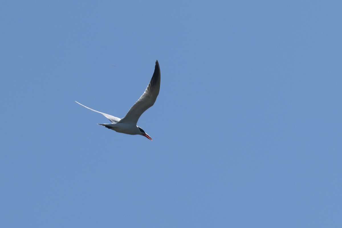Caspian Tern - ML627420437