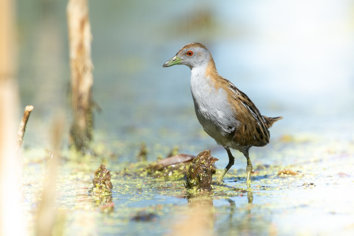 小秧雞 - ML627420451