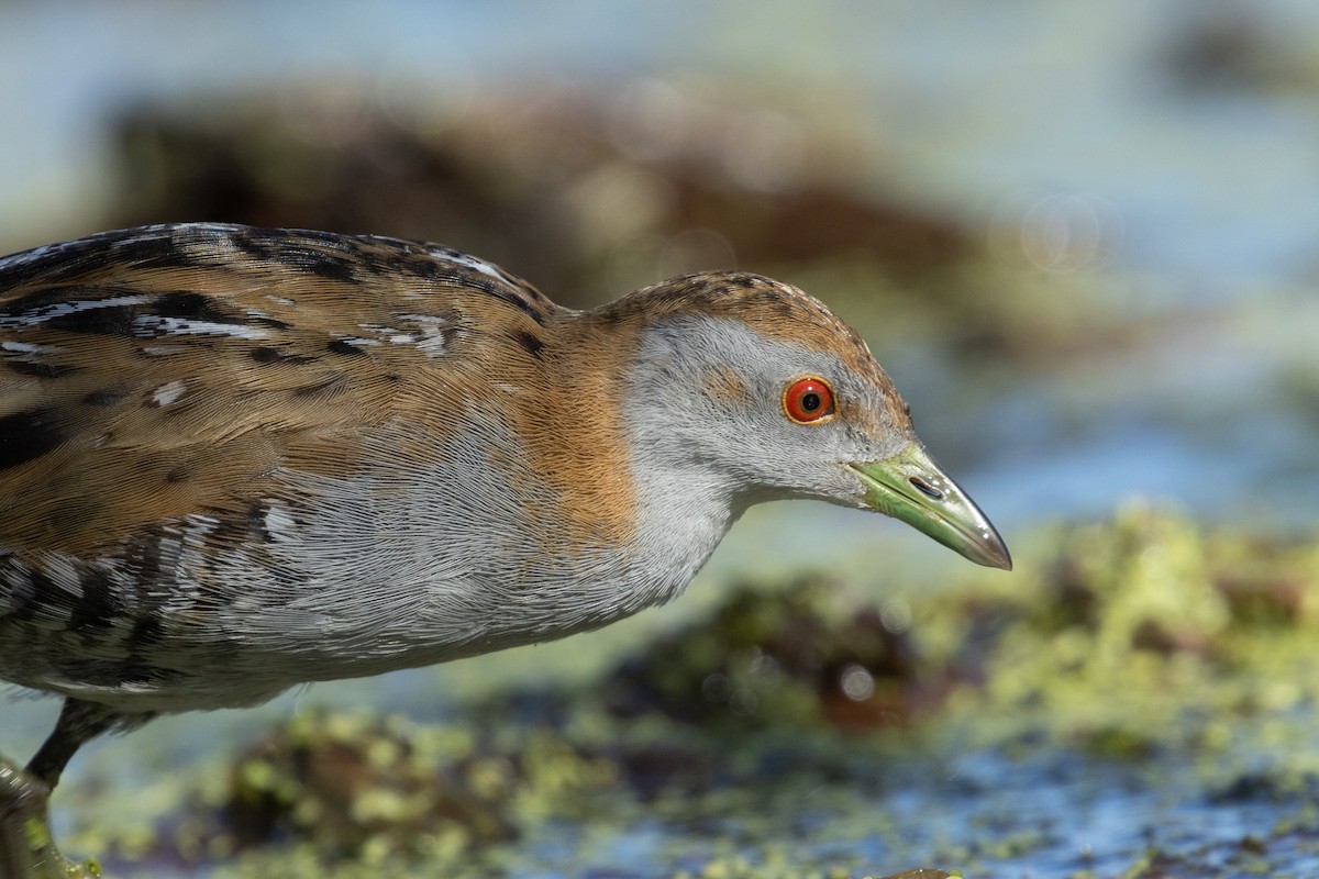 小秧雞 - ML627420509