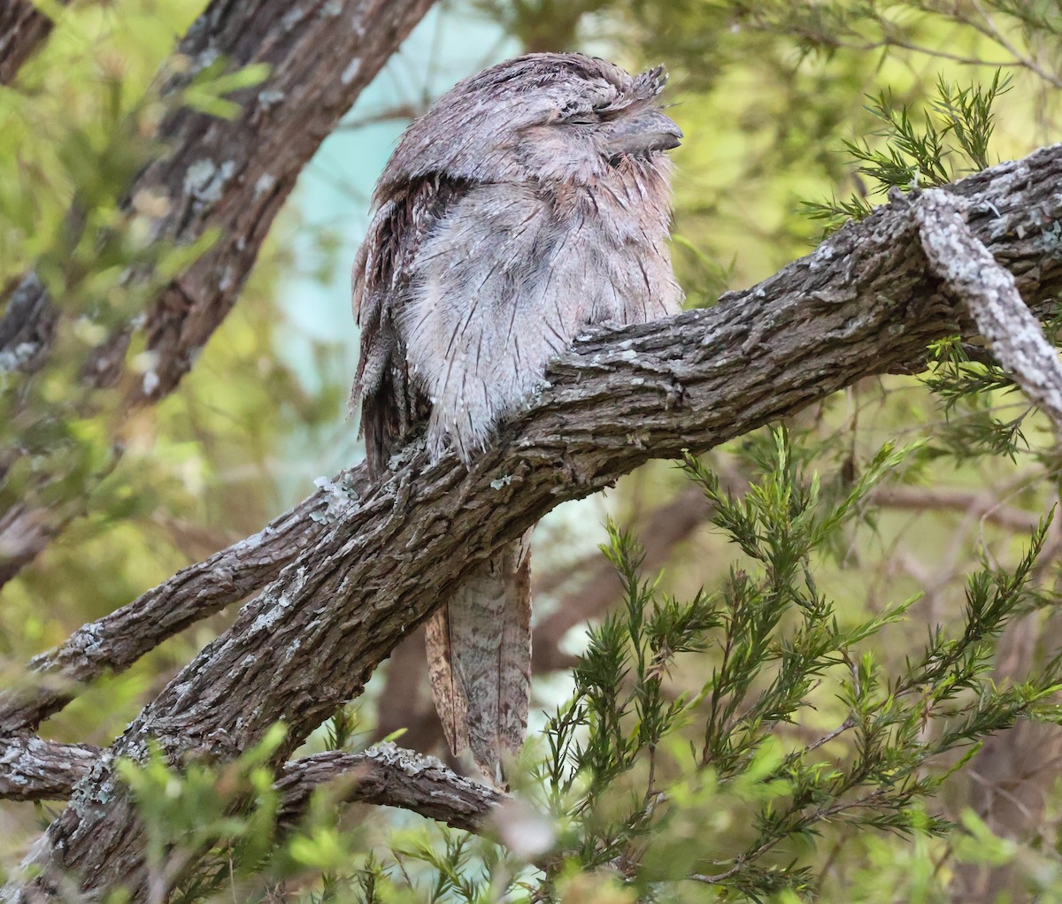 Tawny Frogmouth - ML627420524