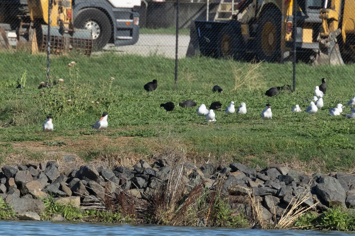 Caspian Tern - ML627420706