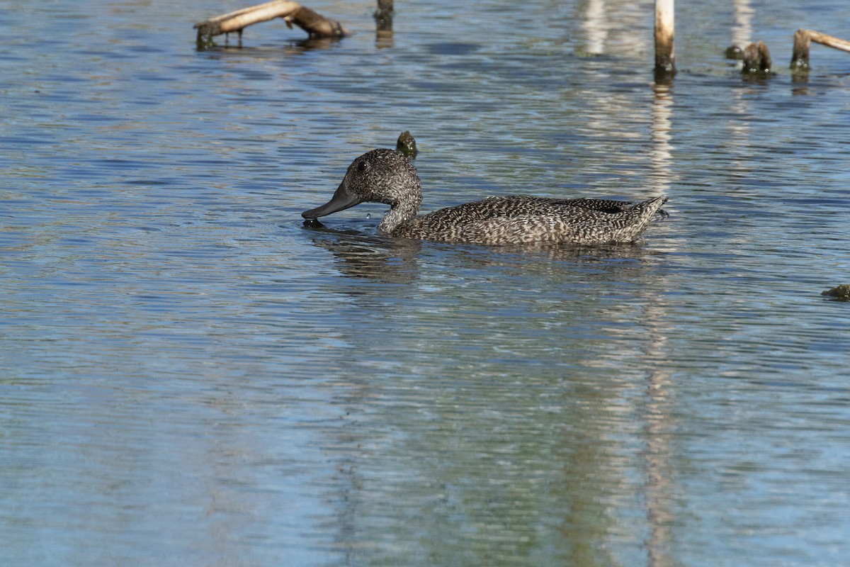 Freckled Duck - ML627420816