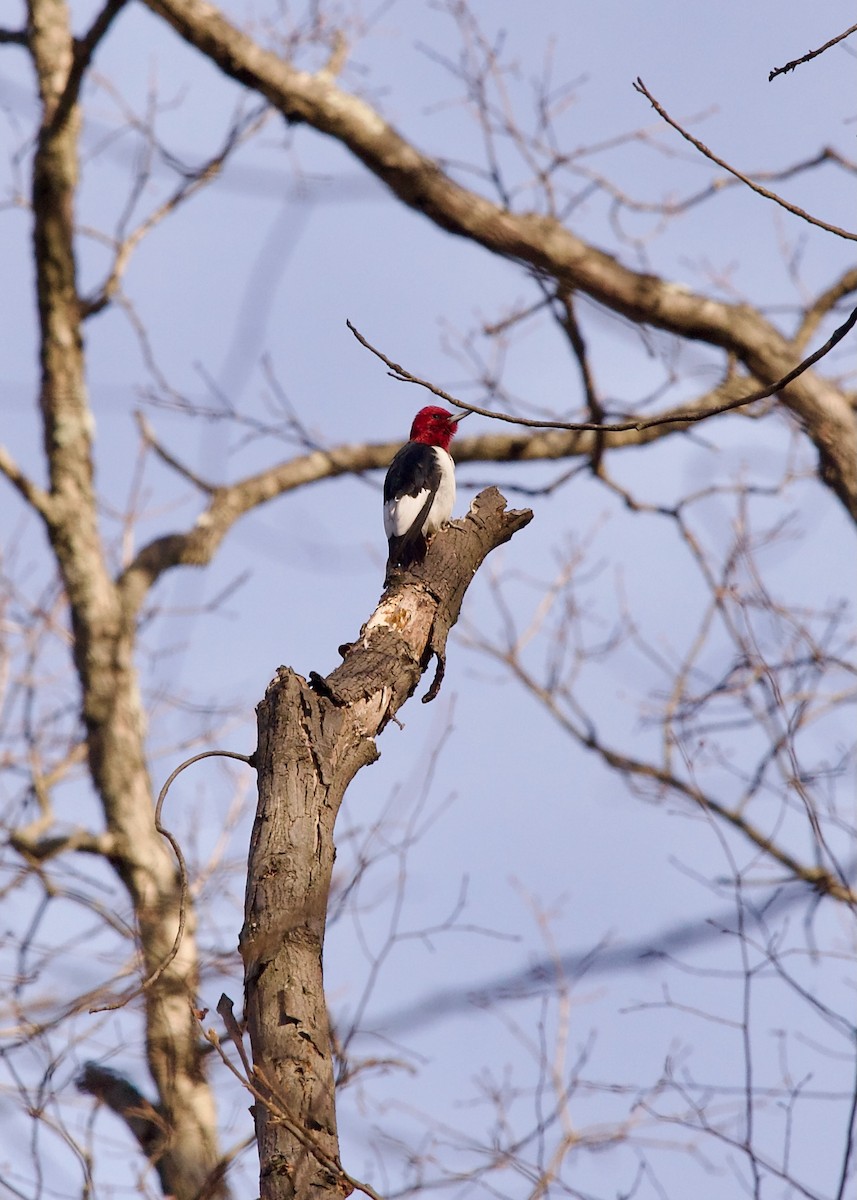 Red-headed Woodpecker - ML627420828