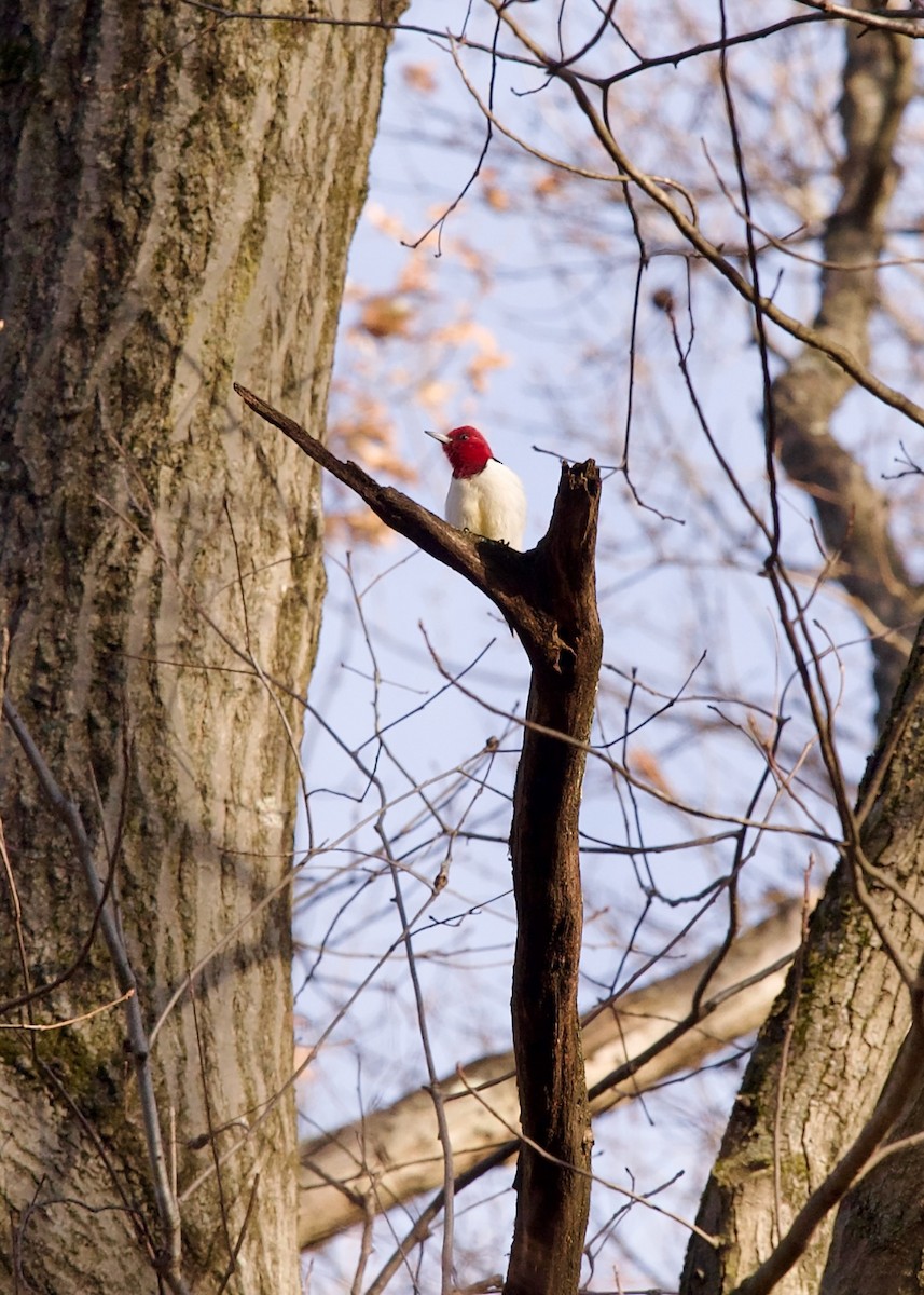 Red-headed Woodpecker - ML627420829