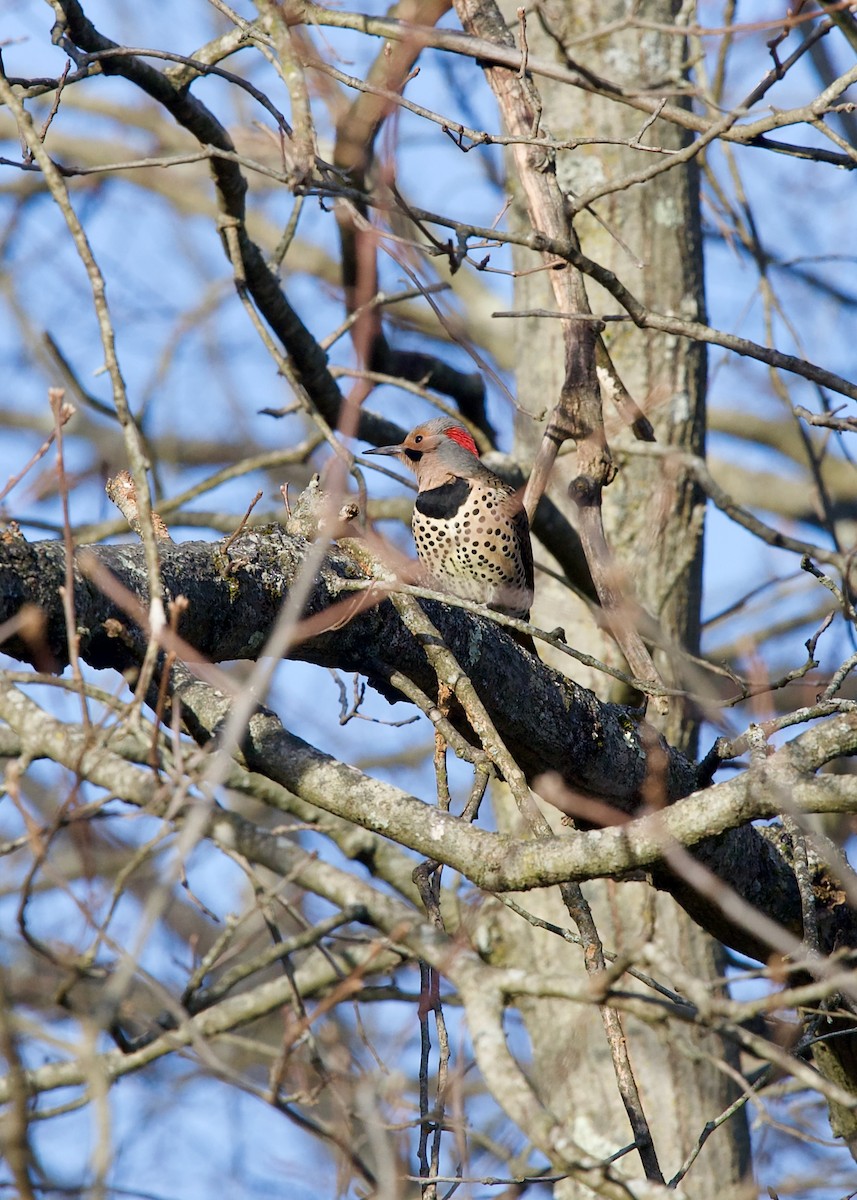 Northern Flicker (Yellow-shafted) - ML627420838