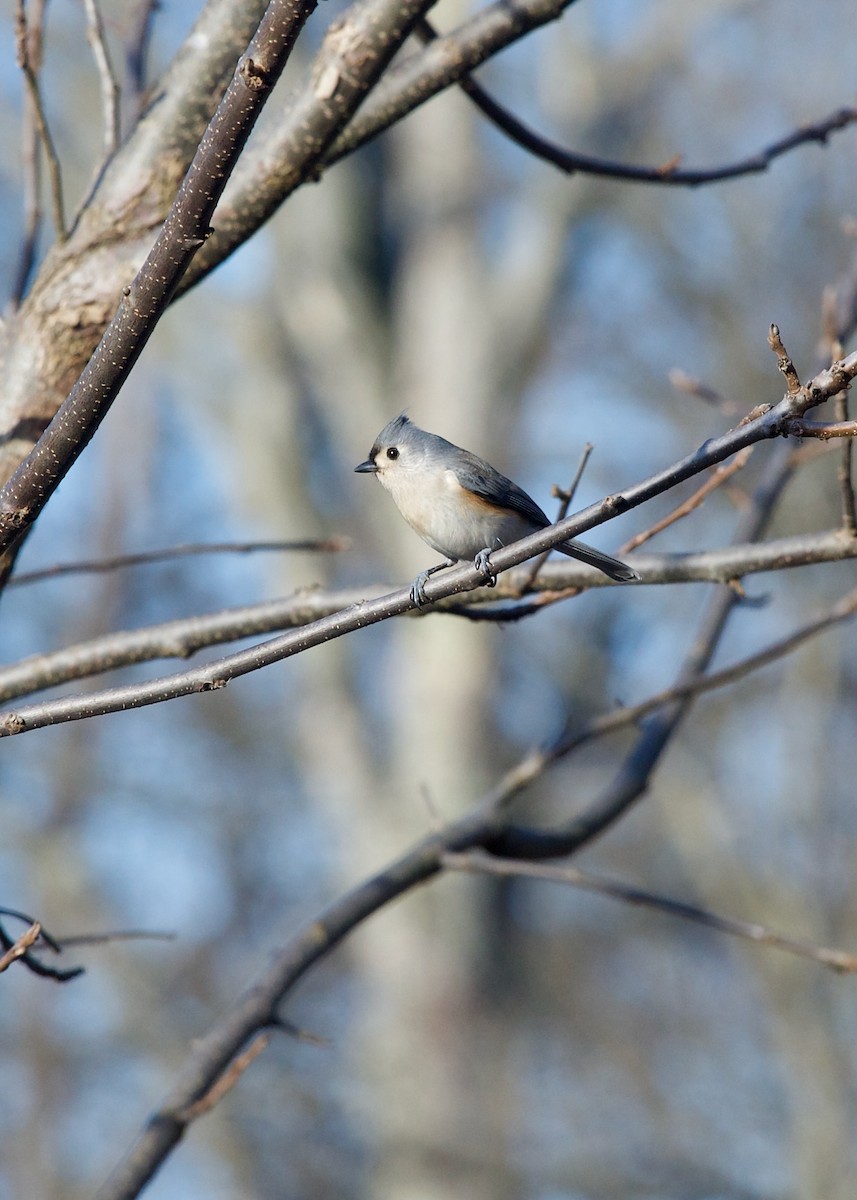 Tufted Titmouse - ML627420841