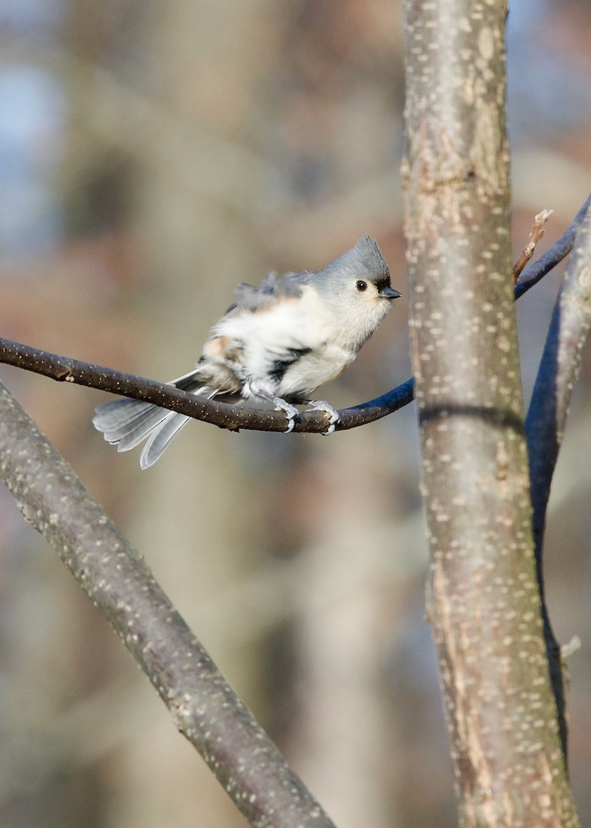 Tufted Titmouse - ML627420842