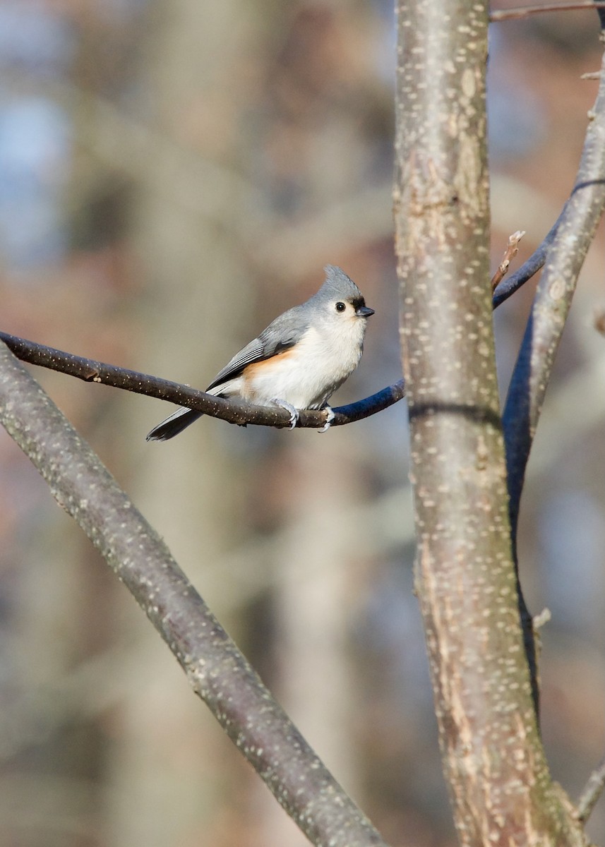 Tufted Titmouse - ML627420843