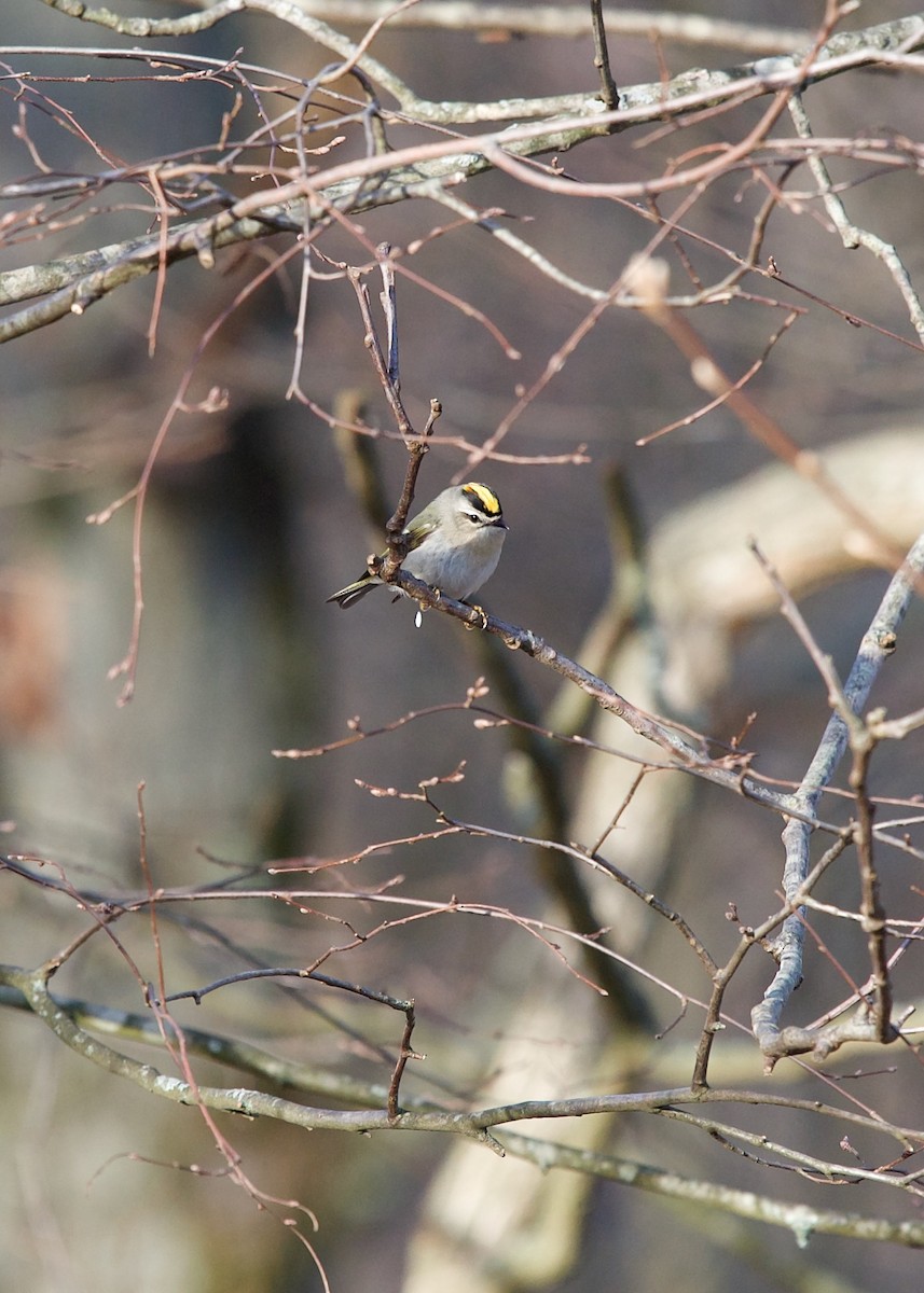 Golden-crowned Kinglet - ML627420846