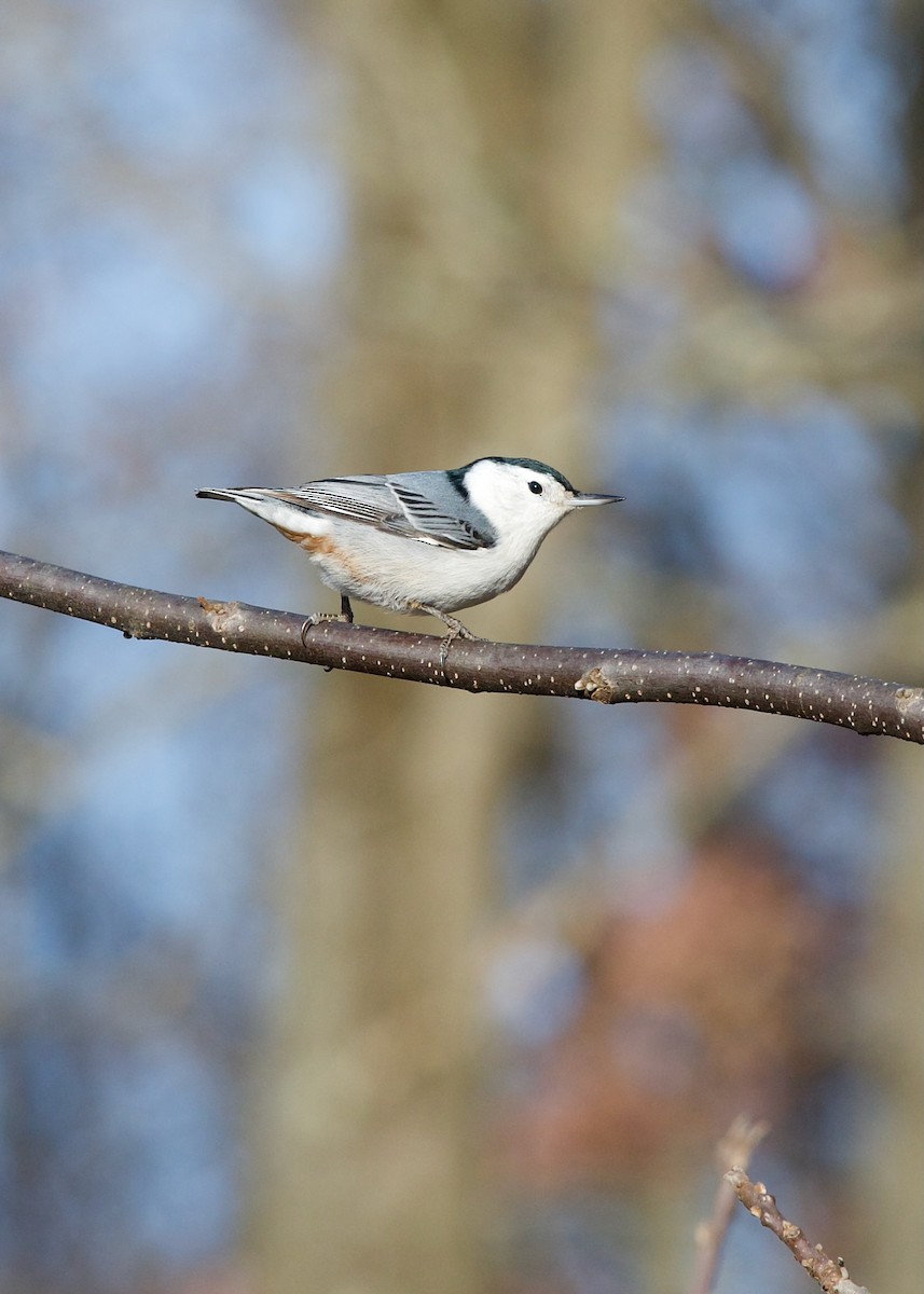 White-breasted Nuthatch - ML627420852