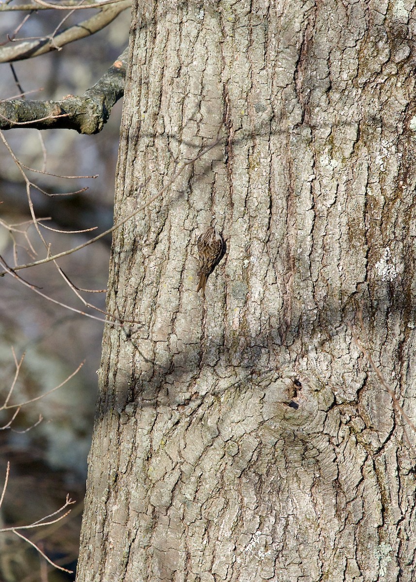 Brown Creeper - ML627420856