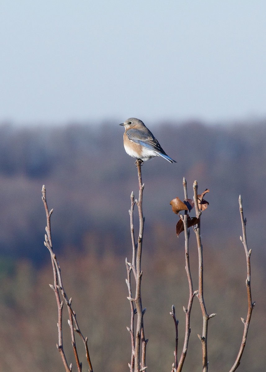 Eastern Bluebird - ML627420859