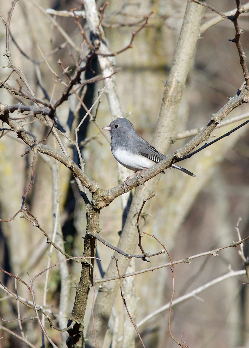 Dark-eyed Junco (Slate-colored) - ML627420862