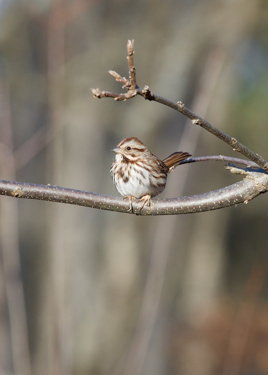 Song Sparrow - ML627420865