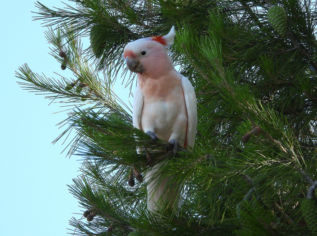 Pink Cockatoo - ML627420921