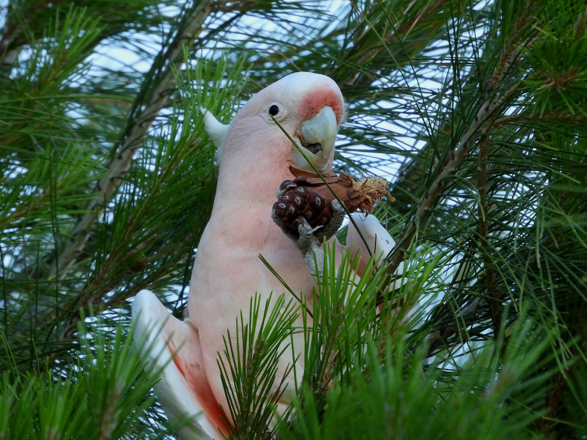 Pink Cockatoo - ML627420934