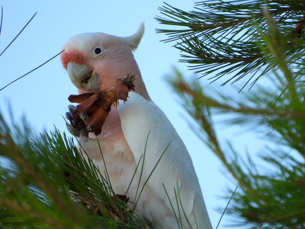 Pink Cockatoo - ML627420935