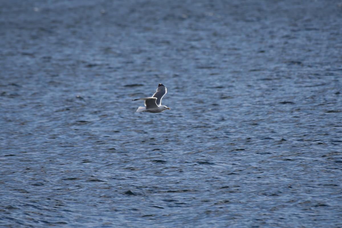 racek středomořský - ML627420950