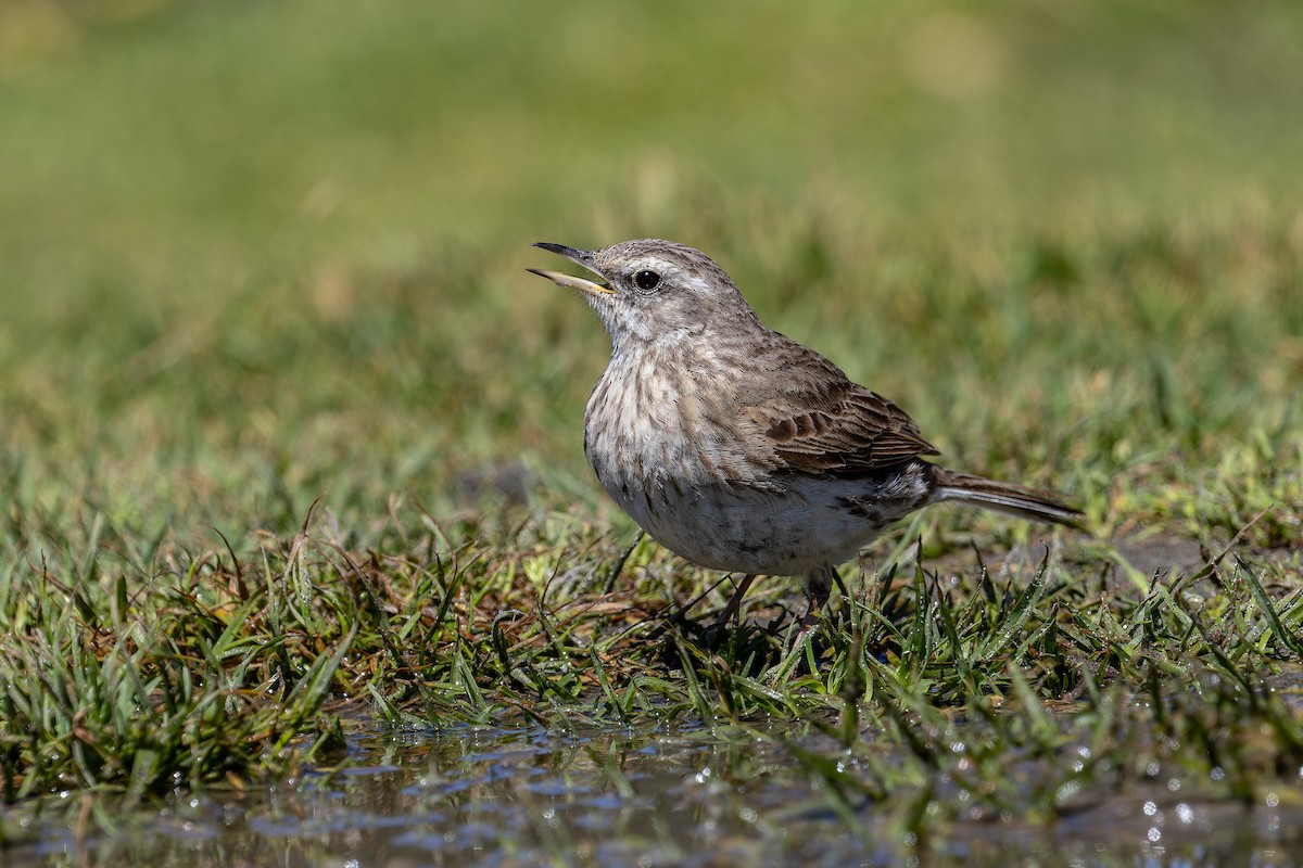 New Zealand Pipit - ML627421039