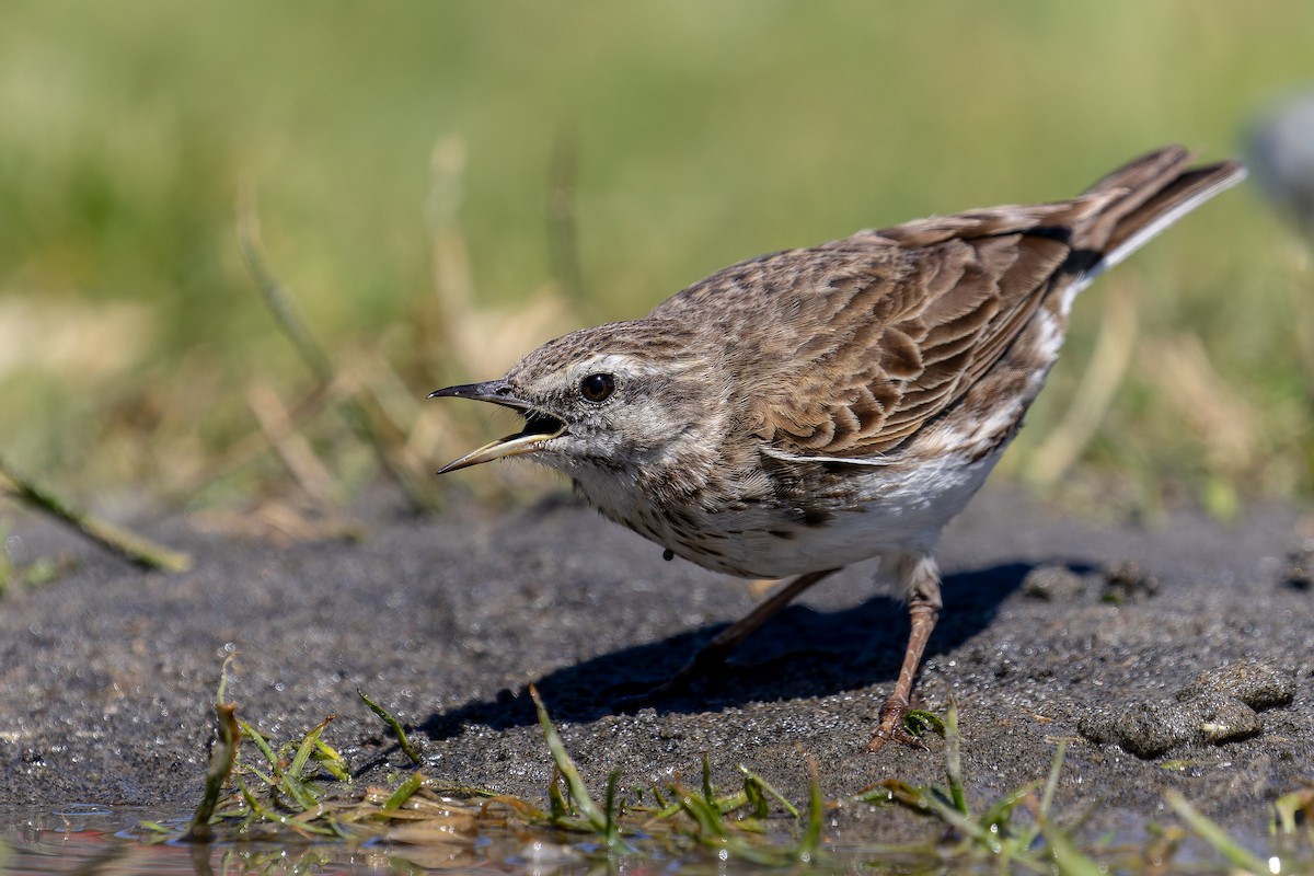 New Zealand Pipit - ML627421040