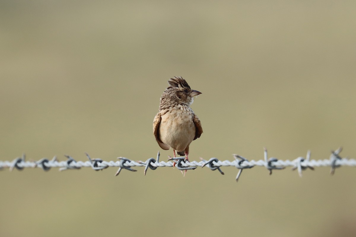 Singing Bushlark - ML627421079