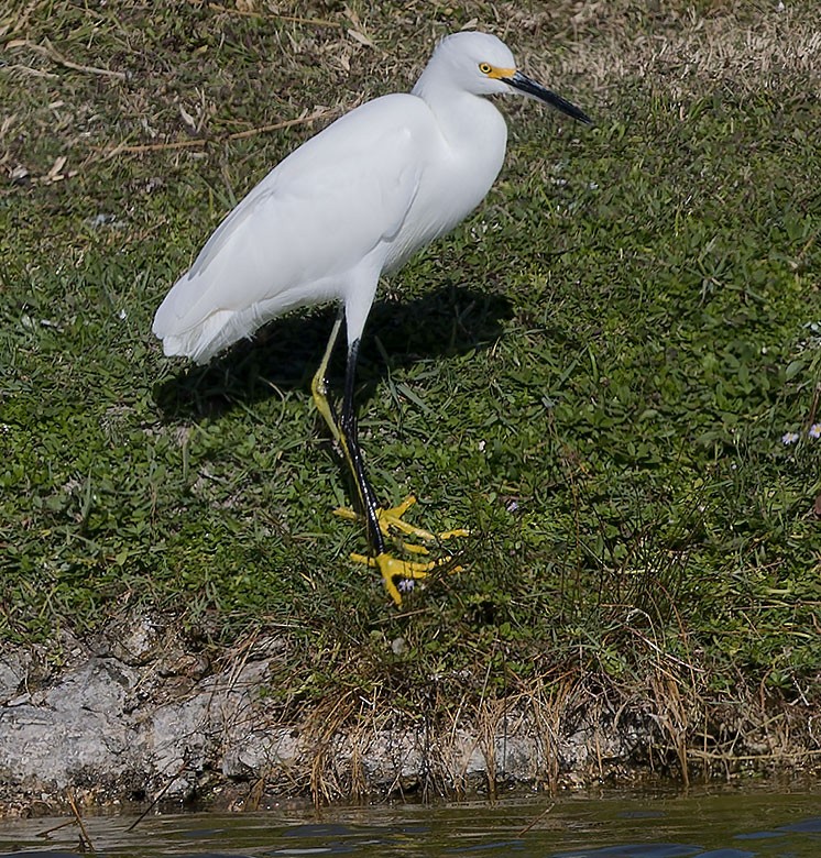 Snowy Egret - ML627421123