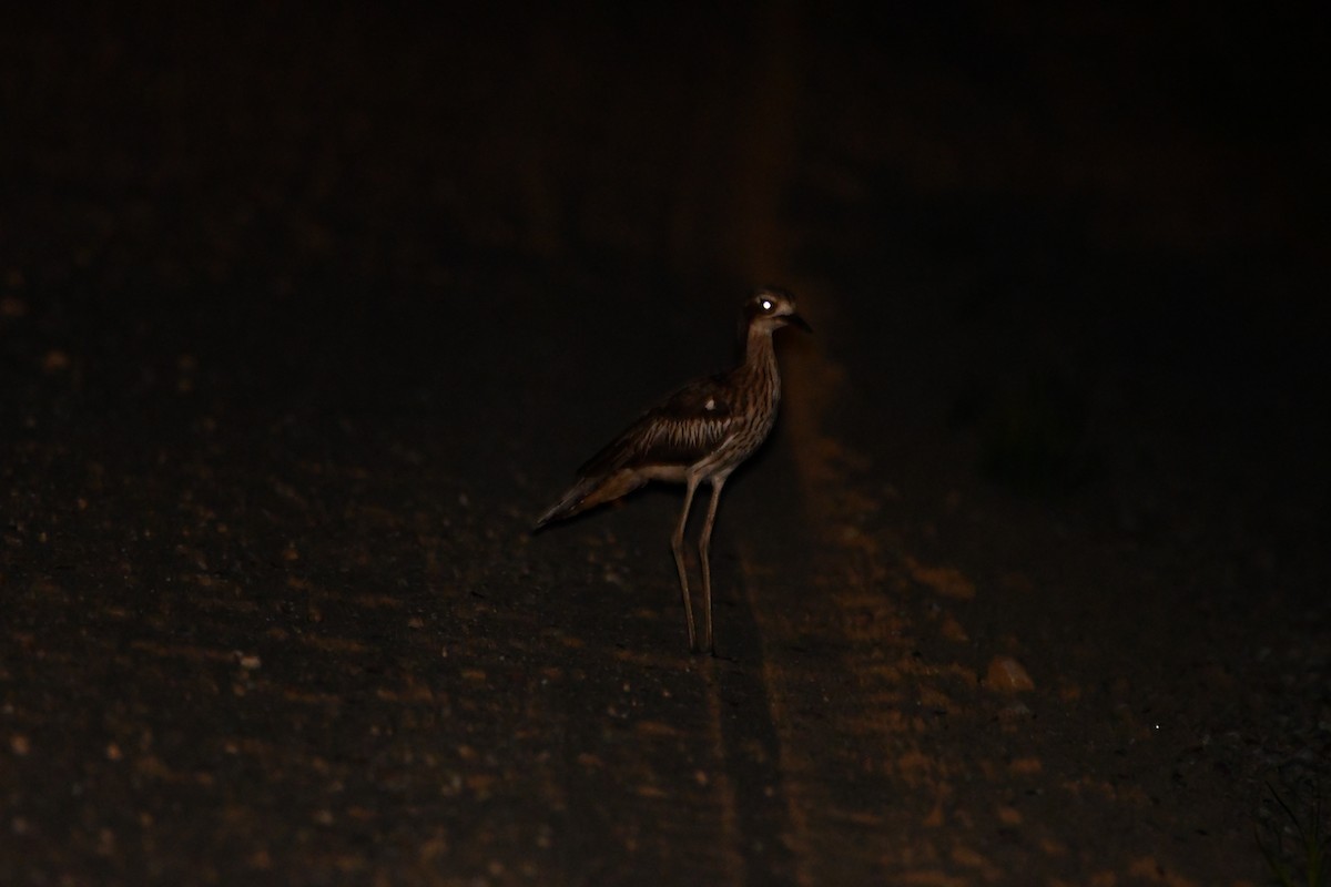 Bush Thick-knee - ML627421236