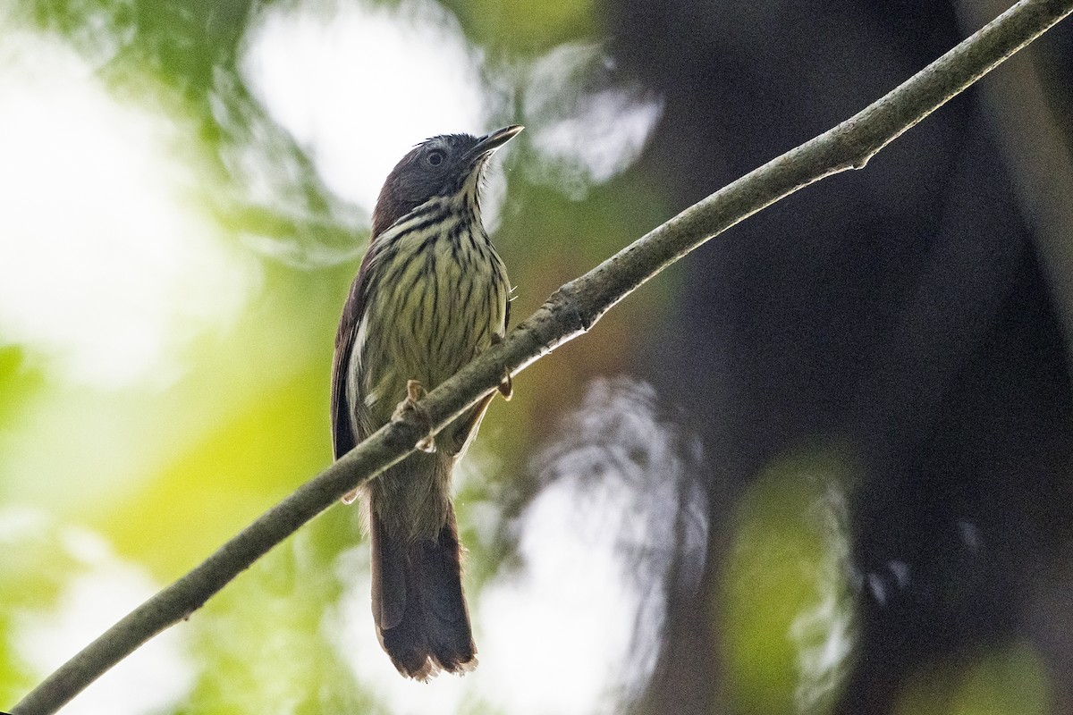 Bold-striped Tit-Babbler (Bold-striped) - ML627421330