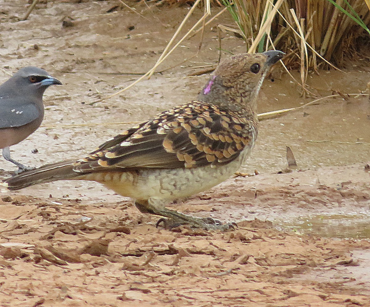 Spotted Bowerbird - ML627421445